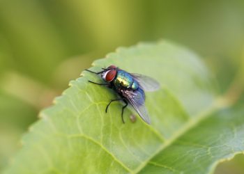 Kisah Imam Ghazali Memberi Minum Lalat