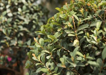 Daun berkhasiat menurut islam