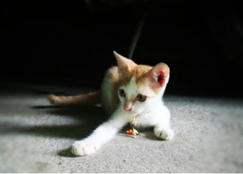 Kucing, hewan yang diberkahi dalam islam