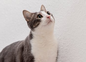 Kucing kesayangan Nabi Muhammad SAW bernama Mueeza