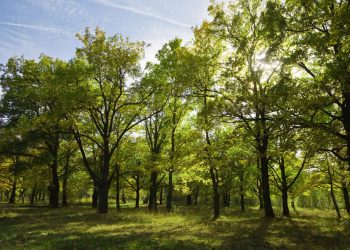 Macam-macam pohon dalam Islam