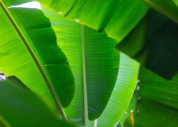 Keistimewaan Daun Pisang Dalam Pandangan Islam