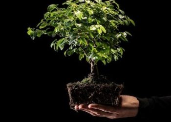 Menumbuhkan Iman Sekokoh Akar