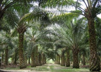 Pohon Kelapa Sawit yang Memiliki Banyak Keunikan