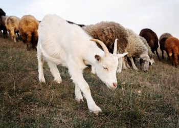 Kisah Khalifah Umar dengan Pengembala Kambing