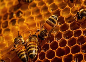 Filosofi Kehidupan Lebah Madu