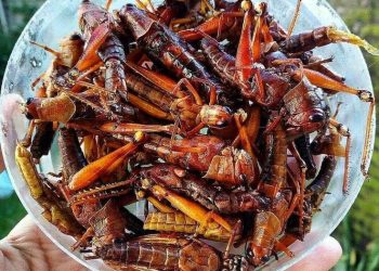 Hukum Mengkonsumsi Belalang Goreng