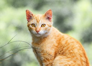 Kisah Kucing Kesayangan Buya Hamka