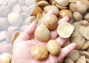 Kisah Tentang Jengkol