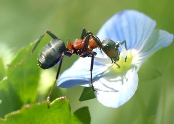 Inspirasi dari Dunia Mikro: Keunikan Semut dalam Wawasan Islam dan Ilmu Pengetahuan