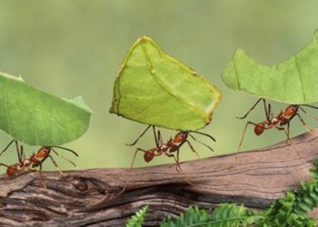 Kisah Nabi Menghadapi Semut Menurut Islam