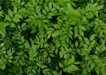 Daun Menurut Pandangan Islam