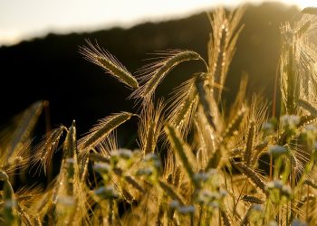 Hidup yang Gini-Gini Aja