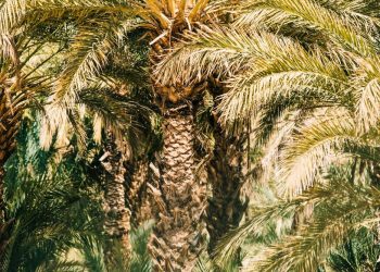 Kisah Inspiratif Pohon Kurma