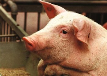 Mengapa Babi Haram? Beginilah Pendapat Dr. Zakir Naik