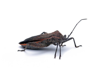 Mengapa Allah Menciptakan Kecoa?