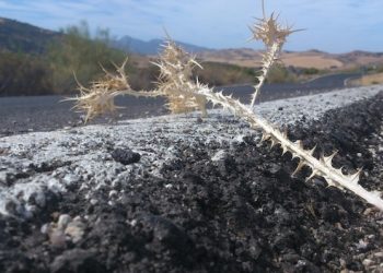 Jangan Menganggap Remeh Tindakan Kebaikan Meski Hanya Sekadar Menyingkirkan Duri di Jalanan