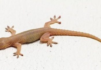 Mengulik Alasan Dibalik Kesunahan Membunuh Cicak dalam Islam!