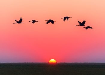 Keren!! Ternyata Ini Penjelasan dalam Al-Qur’an Kenapa Burung Bisa Terbang