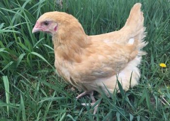 Yuk Cari Tahu! Berikut Tata Cara Menyembelih Ayam