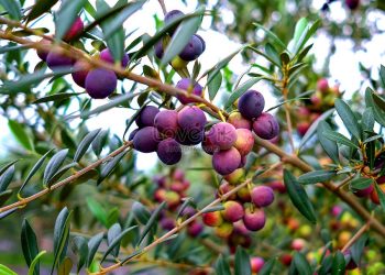 Ternyata Skincare Alami Ada Juga Yang Disebutkan Dalam Agama Islam! Apa Saja?