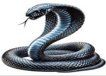 Menggunakan Bagian dari Sesuatu Yang Diharamkan Sebagai Obat Untuk Penyakit, Boleh Atau Tidak?