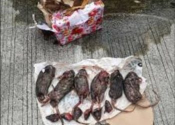 Pengiriman Kepala Babi dan Bangkai Tikus ke Kantor Majalah Tempo, Sebuah Awal Pembungkaman PERS?