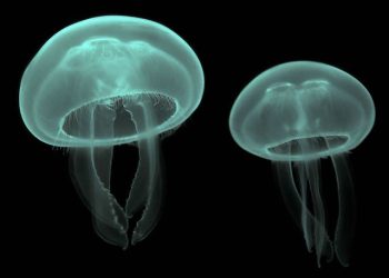 Penyimpangan Agama Islam yang Terjadi di Indonesia