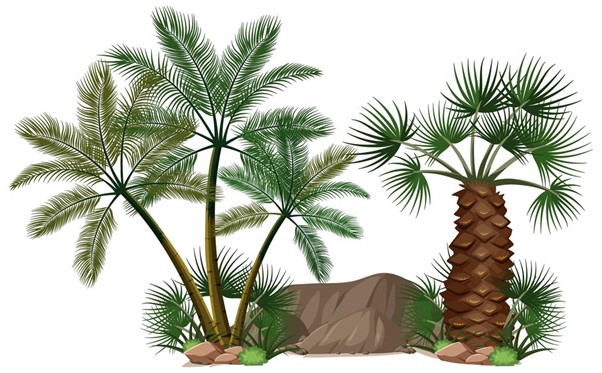 illustration of date palm tree (almuhtada.org - freepik.com)