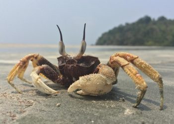 Crab Mentality: Perlindungan Diri atau Penghancur Diri?