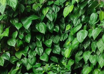 Rahasia Daun Sirih: Tanaman Tradisional dengan Segudang Manfaat