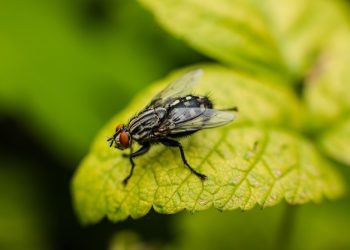 Lalat jadi Tiket ke Neraka – Sepele di mata Manusia, Serius di sisi Tuhan!