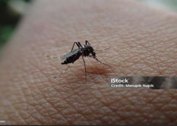 Nyamuk: Serangga Kecil yang Penuh Manfaat dari Perspektif Ekosistem dan Al-Qur’an