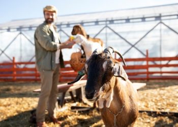 Menggabungkan Kurban dengan Aqiqah?  Emang Boleh?