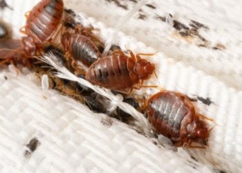 Kutu dalam Perspektif Islam: Antara Kebersihan  dan Ketentuan Syariat