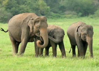 Gajah dalam Perspektif Islam