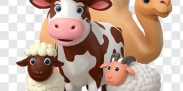 Bagaimana Pembagian Daging kurban yang Sesuai dengan Syariat Islam?