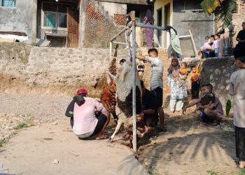 Syarat dan Anjuran dalam Penyembelihan Hewan Kurban