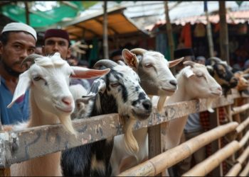 Niat Bekurban untuk Orang yang Sudah Meninggal? Bagaimana Hukumnya?