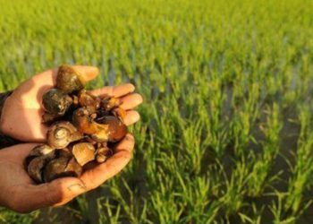Hukum Makan Keong Sawah, Apakah Halal atau Haram?