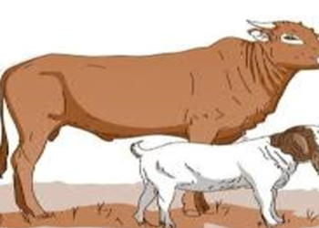 Hari Tasyrik Juga Punya Sejarahnya, Bukan Hanya Mitos Semata