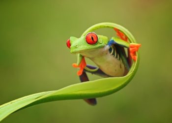 Dikira Halal Ternyata Haram! Ini Daftar Binatang yang Haram untuk Dimakan, Ada yang Sudah Sering Dikonsumsi Loh!