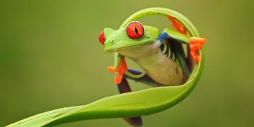 Dikira Halal Ternyata Haram! Ini Daftar Binatang yang Haram untuk Dimakan, Ada yang Sudah Sering Dikonsumsi Loh!