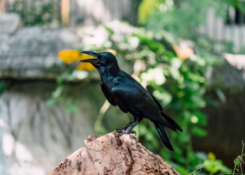 What is Tathayyur in Islam? This is the Law, Examples, and Impact