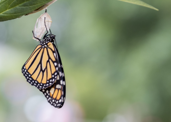 Metamorfosis: Seni Berubah Menjadi Versi Terbaik dari Diri Kita
