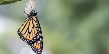 Metamorfosis: Seni Berubah Menjadi Versi Terbaik dari Diri Kita