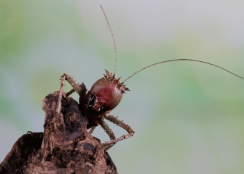 Ketika Ciptaan Allah yang “Merugikan” Justru Mengajarkan Banyak Hal