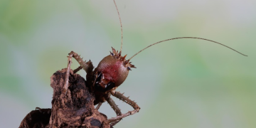 Ketika Ciptaan Allah yang “Merugikan” Justru Mengajarkan Banyak Hal
