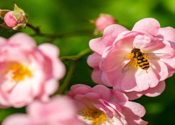 Hikmah dan Manfaat Lebah dalam Perspektif Ekosistem dan Spiritual