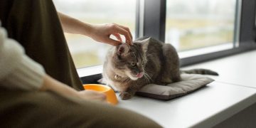 Cara Mensucikan Kotoran Kucing yang Menyebar di Area Rumah